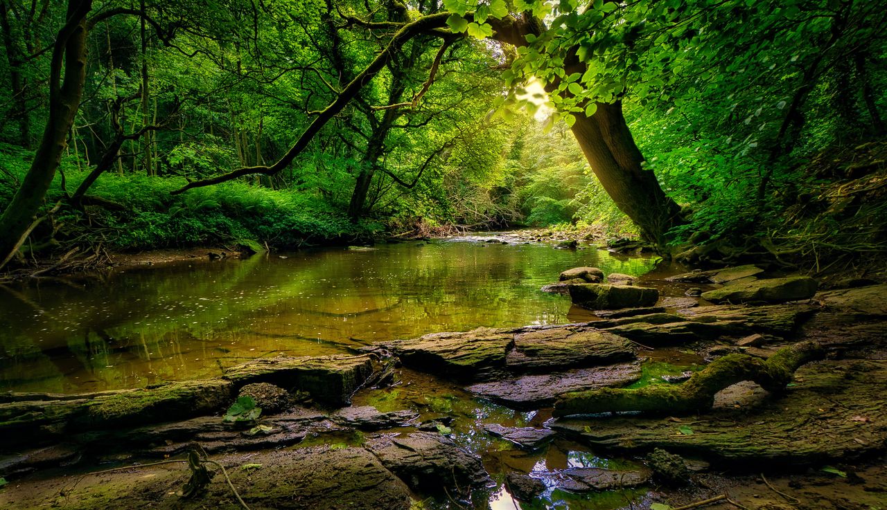 forest scene featuring a river