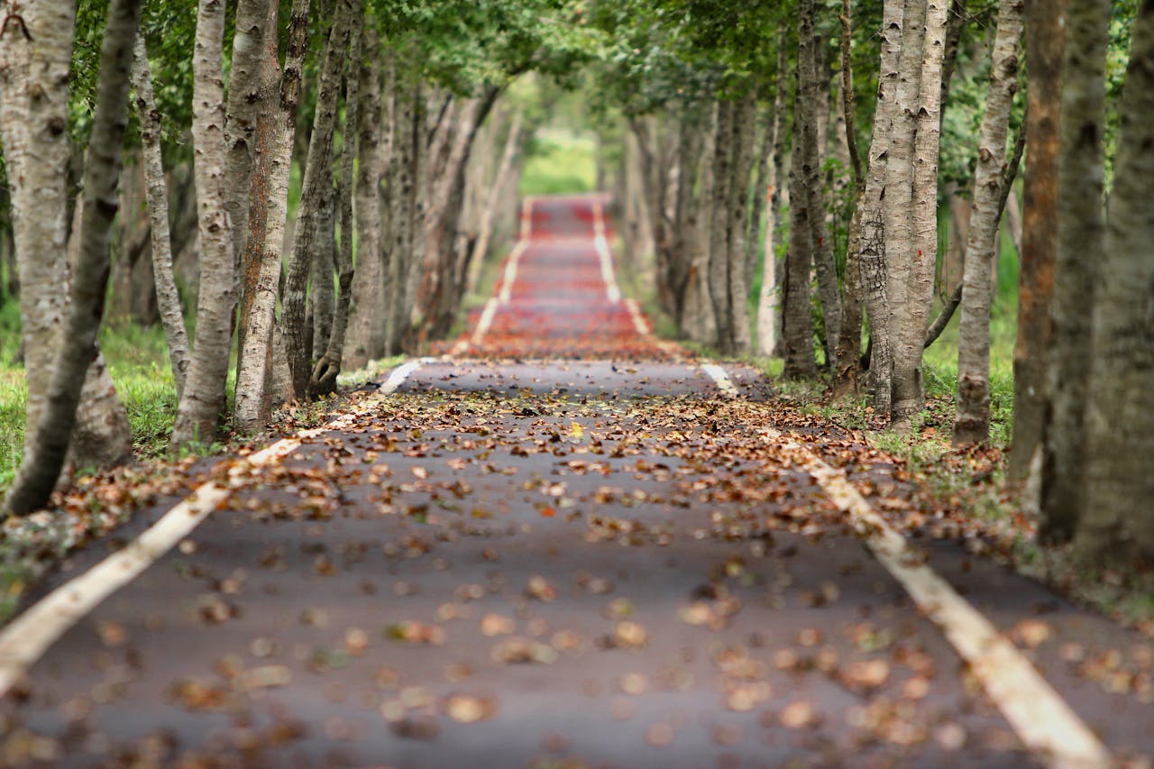 nature image