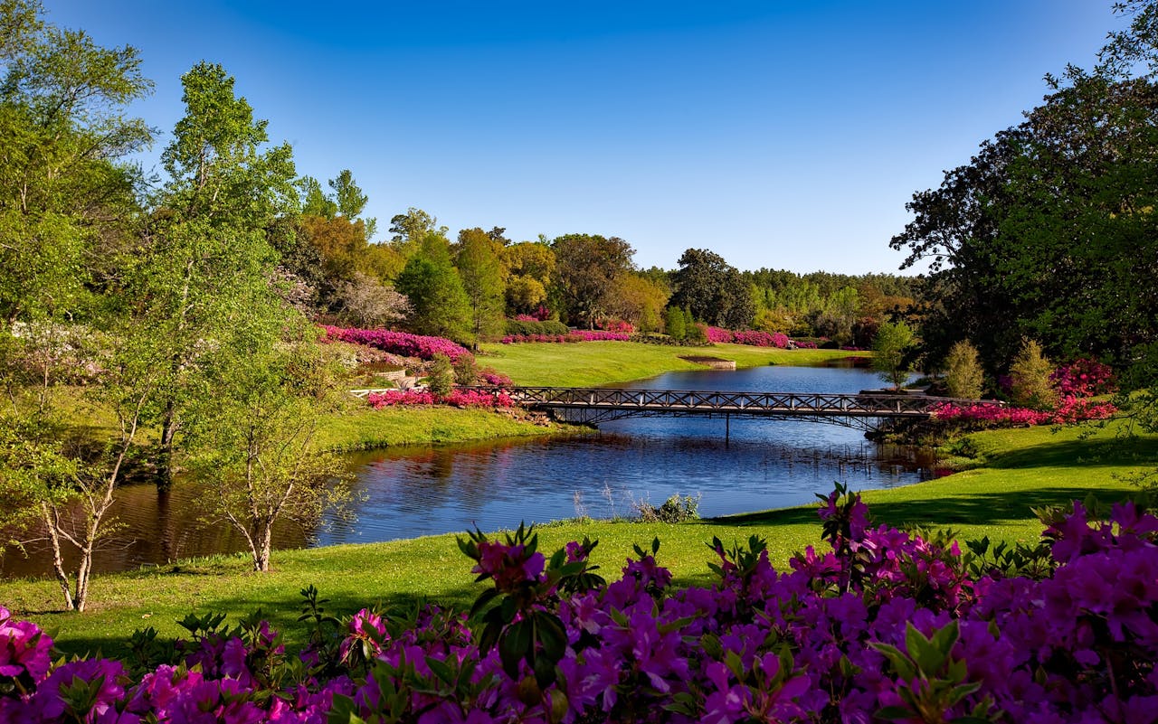 nature image