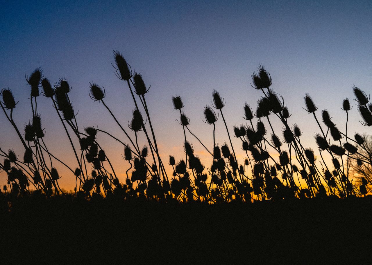 thistle-plants