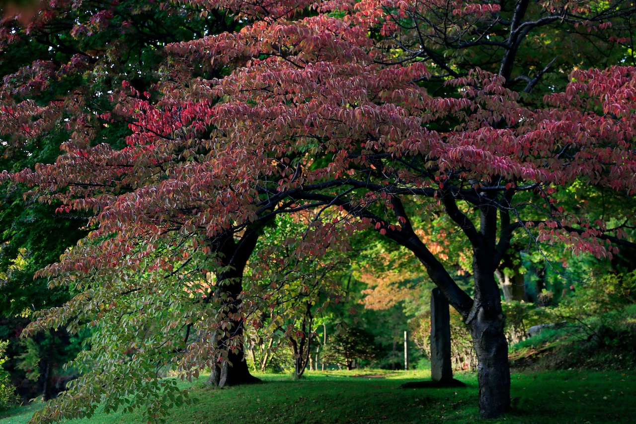 trees