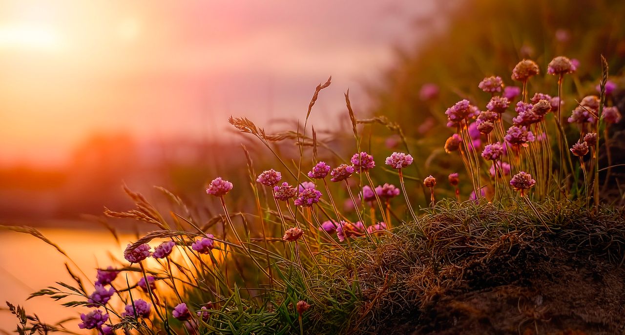 a bench overseeing some beautiful nature